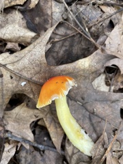 Amanita parcivolvata