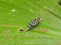 Glipa malaccana