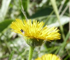 Hysterionica jasionoides