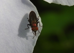 Diptera