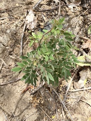 Senna villosa