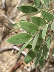 Senna villosa