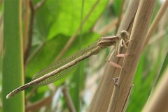 Platycnemis dealbata