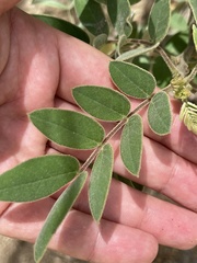 Senna villosa