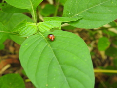 Hemithyrsocera palliata