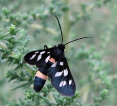 Amata caspia