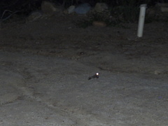 Phalaenoptilus nuttallii