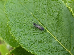 Lyroda