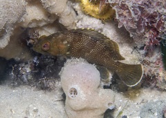 Epinephelus rivulatus