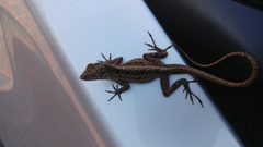 Anolis sagrei