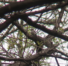 Muscicapa dauurica