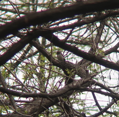 Muscicapa dauurica