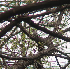Muscicapa dauurica
