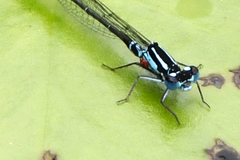 Arrenurus