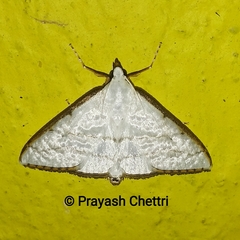 Ramila angustifimbrialis