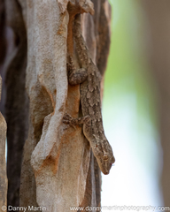 Hemidactylus giganteus