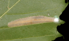 Phyllonorycter kearfottella