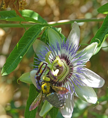 Xylocopa sonorina