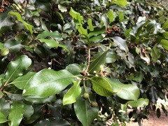 Xanthostemon oppositifolius