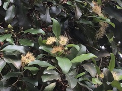 Xanthostemon oppositifolius