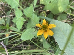 Sclerocarpus uniserialis