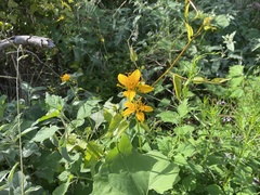 Sclerocarpus uniserialis