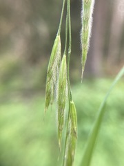 Bromus richardsonii