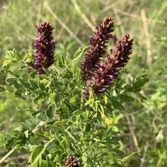 Amorpha nana