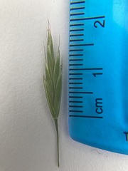 Bromus richardsonii