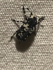 Euparius lugubris
