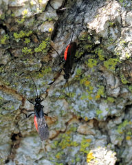 Atanycolus cappaerti