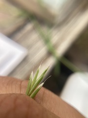 Bromus richardsonii