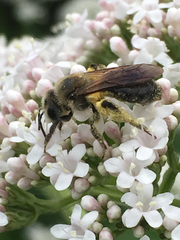 Andrena crataegi