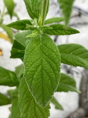 Teucrium canadense occidentale