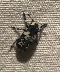 Euparius lugubris