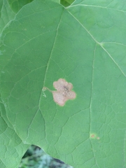 Amauromyza pleuralis