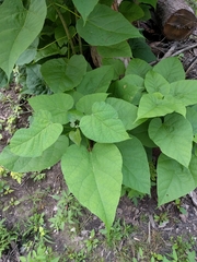 Amauromyza pleuralis