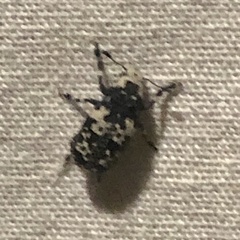 Euparius lugubris