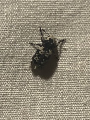 Euparius lugubris