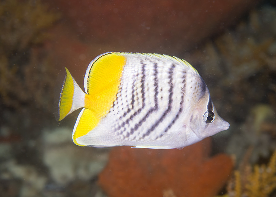Atoll butterflyfish (Chaetodon mertensii) — Chaetodontidae