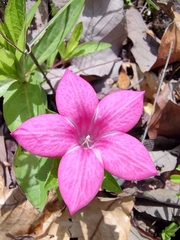 Spigelia scabrella