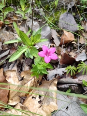 Spigelia scabrella
