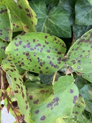 Mycosphaerella chimaphilae