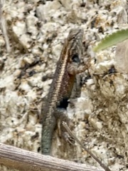 Sceloporus licki