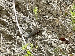 Sceloporus licki