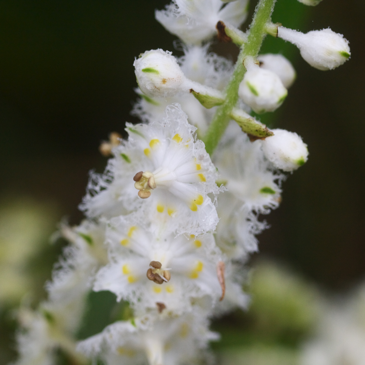 Veratrum fimbriatum