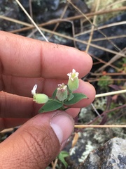 Silene williamsii