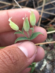 Silene williamsii