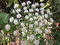 Angelica tomentosa