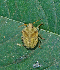 Euschistus
